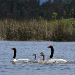 Cisnes en el Santuario